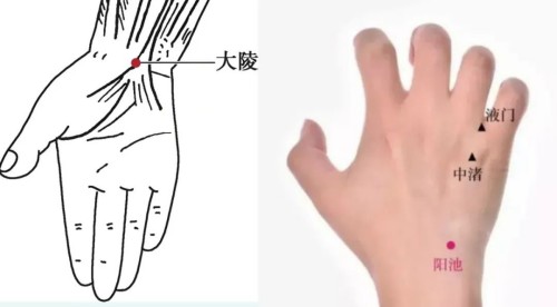 大陵穴+阳池穴.jpg