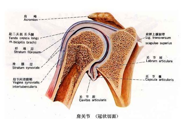 肩周解剖结构图图片