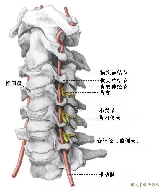 顾名思义,颈椎就是脊椎骨在颈部的一段,指头以下,胸椎